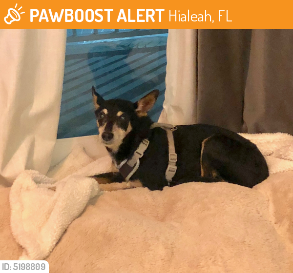 Found/Stray Male Dog last seen Walmart Hialeah , Hialeah, FL 33015