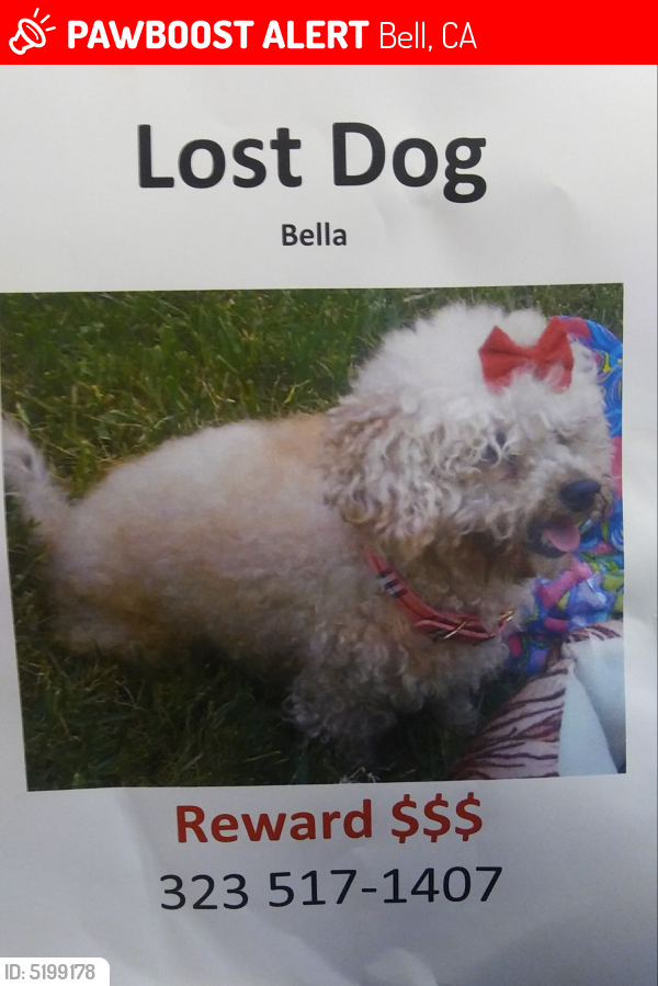 Lost Female Dog last seen Near E Gage Ave & Atlantic Ave, Bell, CA 90201