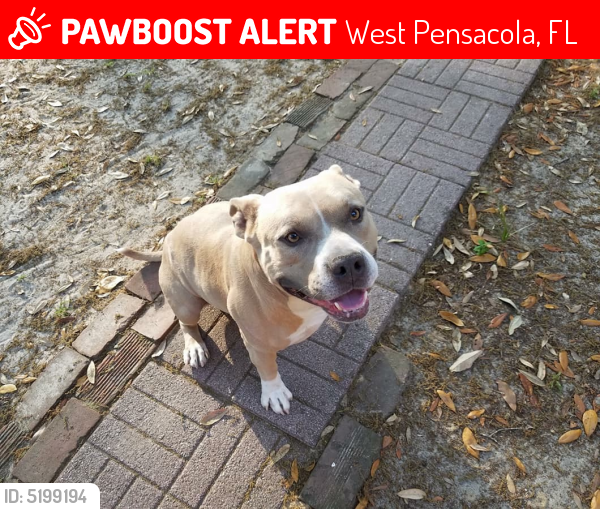 Lost Male Dog last seen Near W Jackson St & Citrus St, West Pensacola, FL 32506