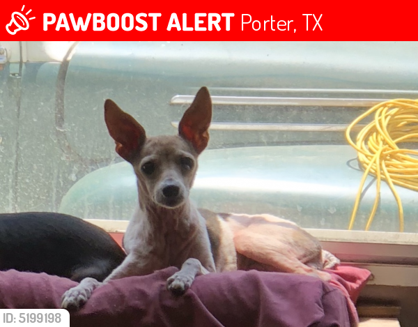 Lost Female Dog last seen Near Summer Hills Blvd & Wisp Willow Way, Porter, TX 77365