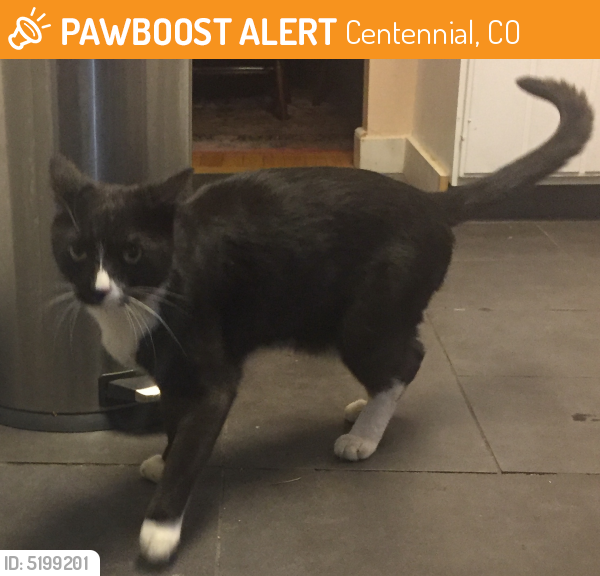 Found/Stray Unknown Cat last seen Near S Quebec St & E Dry Creek Rd, Centennial, CO 80112