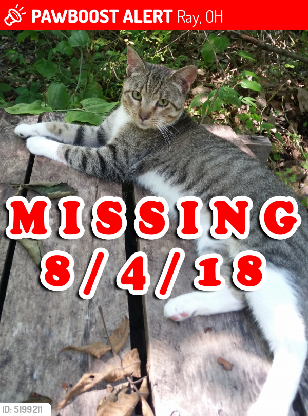 Lost Male Cat last seen Near Log Pile Rd & Ponetown Rd, Ray, OH 45672