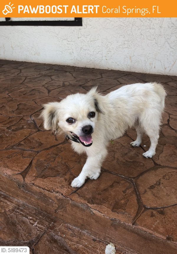Surrendered Male Dog last seen Near Riverside Drive and University Drive , Coral Springs, FL 33065