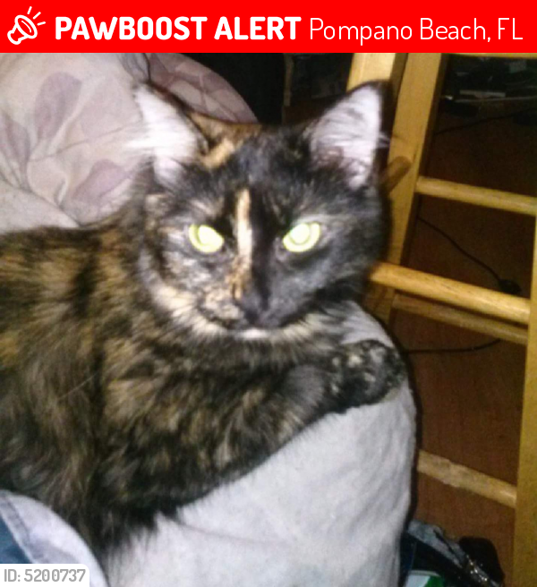 Lost Female Cat last seen Near Beau Rivage Dr & Stonecrest Ter, Pompano Beach, FL 33064