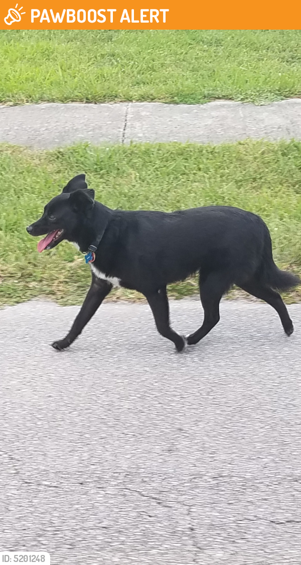 Found/Stray Unknown Dog last seen Near NE 13th Ave & NE 181st St, North Miami Beach, FL 33162