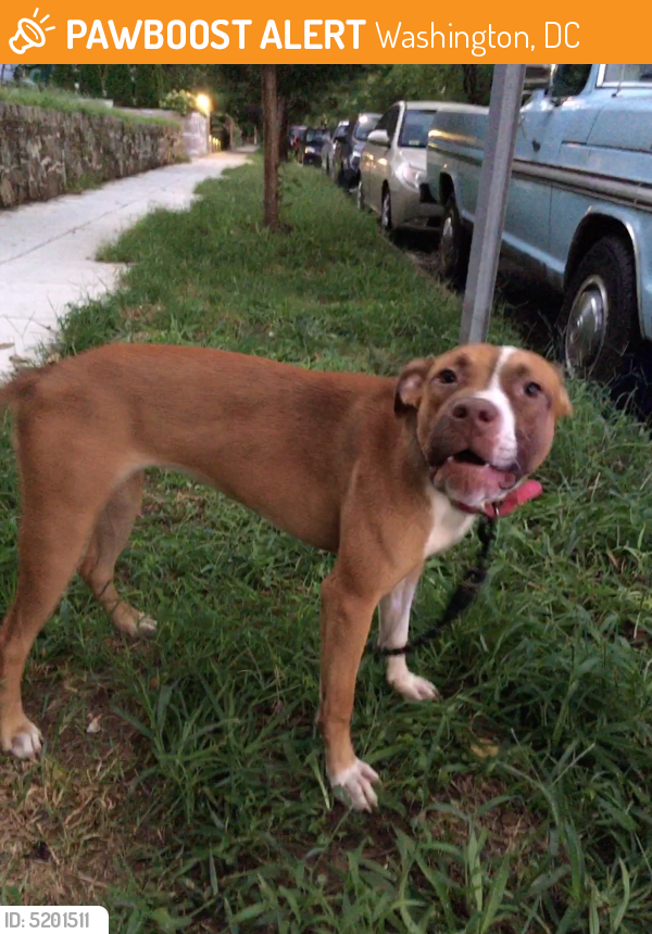 Found/Stray Female Dog last seen Near Garfield and 38th Street NW, Washington, DC 20008