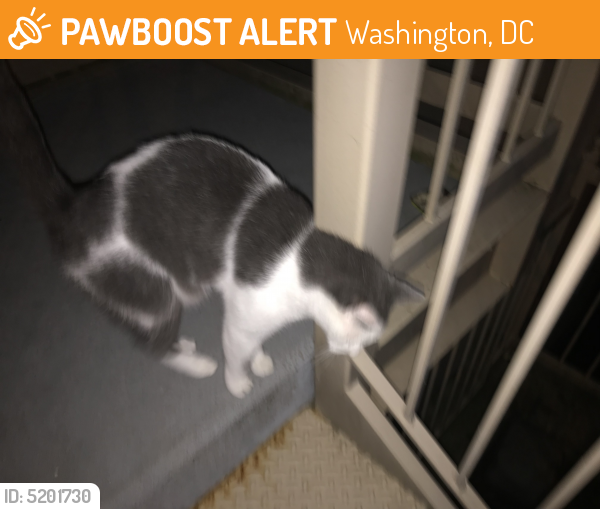 Found/Stray Unknown Cat last seen Near R St NW & 13th St NW, Washington, DC 20009