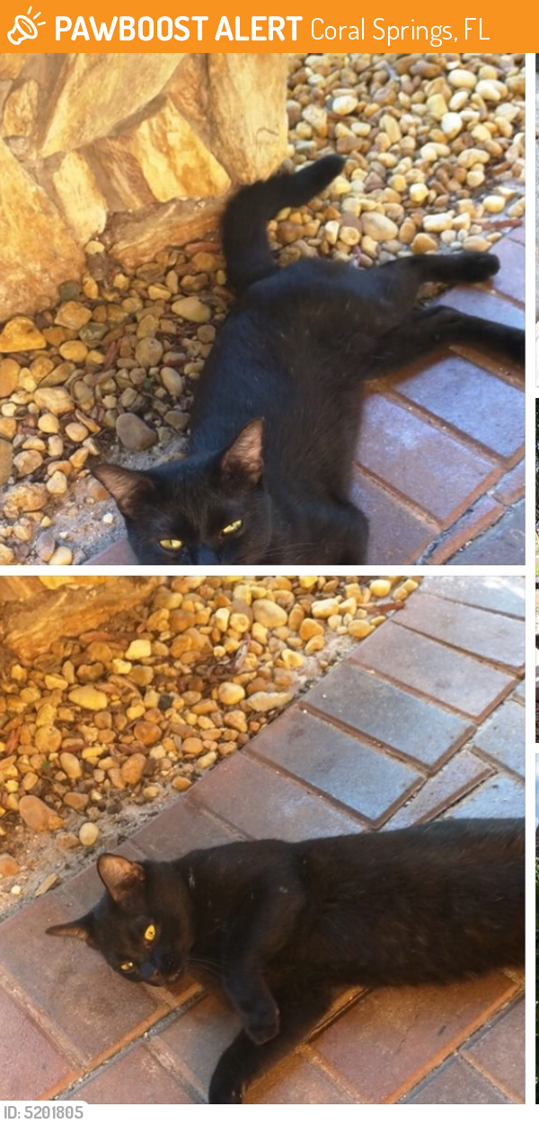 Rehomed Unknown Cat last seen Not sure, Coral Springs, FL 33065