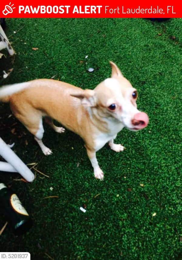 Lost Female Dog last seen Near SW 26th St & SW 13th Ave, Fort Lauderdale, FL 33315
