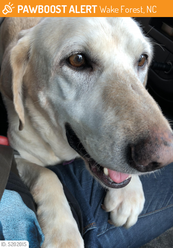 Found/Stray Female Dog last seen Hwy 98 to wake forest nc , Wake Forest, NC 27587