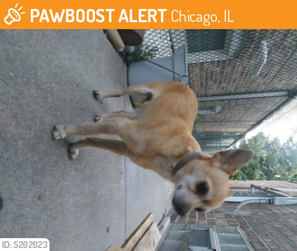 Surrendered Male Dog last seen Near S Pulaski Rd & W 55th St, Chicago, IL 60629