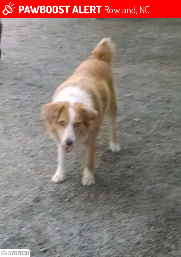 Lost Female Dog last seen Near Union School Road, Rowland, NC, USA, Rowland, NC 28383