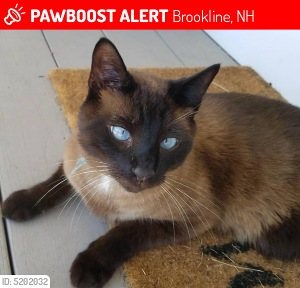 Lost Male Cat last seen Near Wildwood Drive, Brookline, NH, USA, Brookline, NH 03033