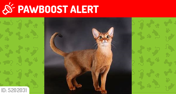Lost Female Cat last seen Near W Lake Forest Dr & Lakedistrict Dr, Santa Rosa Beach, FL 32459
