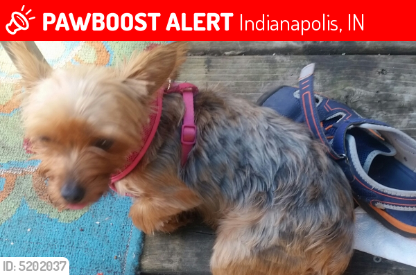 Lost Female Dog last seen Near Morgantown Rd & Bluff Rd/Morgantown Rd & County Line Rd, Indianapolis, IN 46217