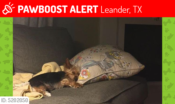 Lost Female Dog last seen Near Granite Hill Drive, Leander, TX, USA, Leander, TX 78641