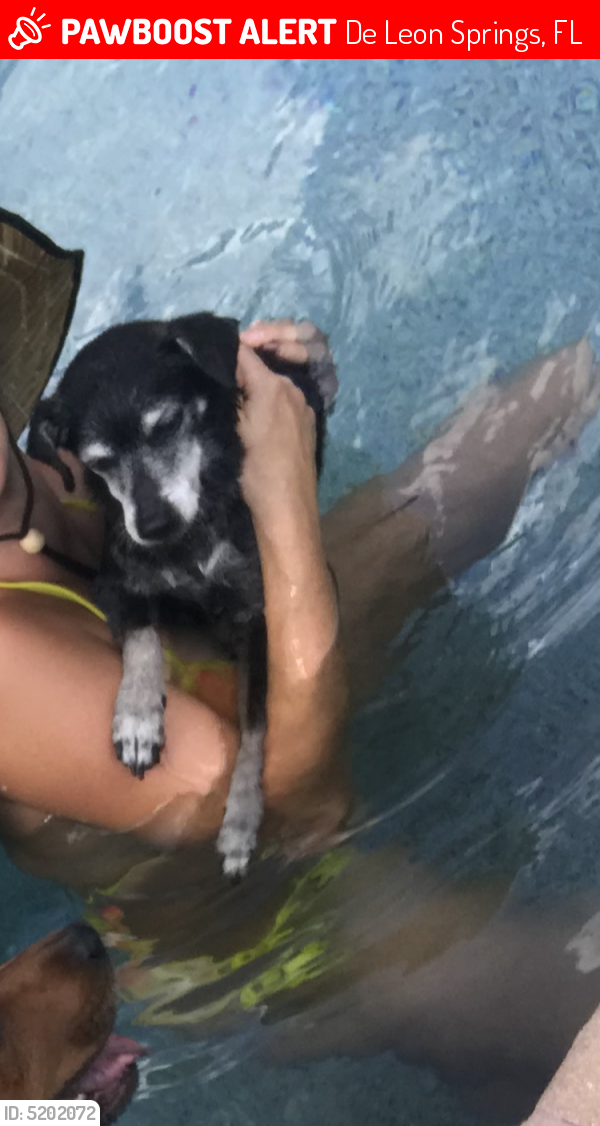 Lost Male Dog last seen Near Johnson Lake Rd, De Leon Springs, FL, USA, De Leon Springs, FL 32130