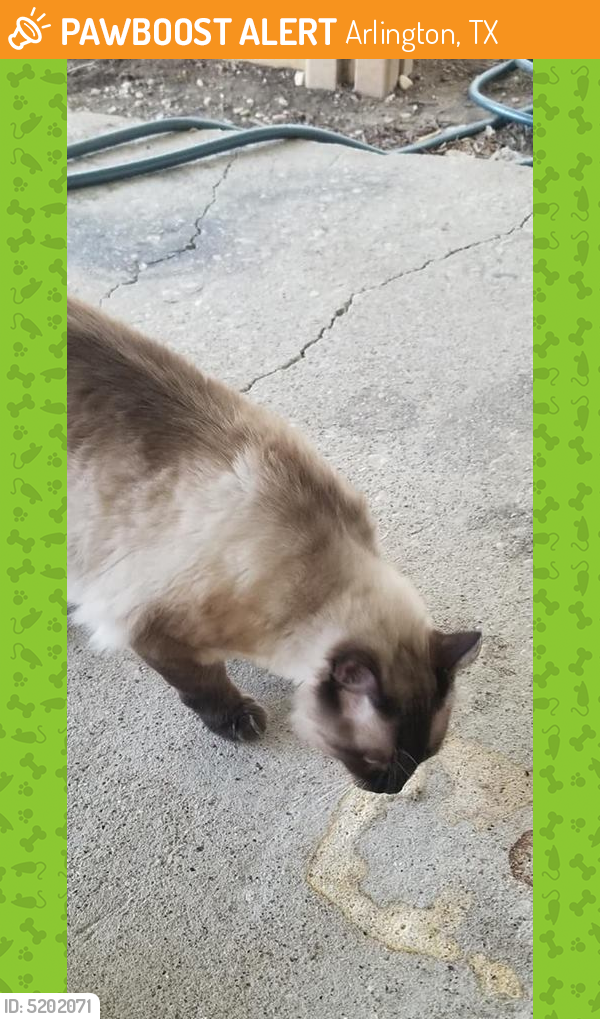 Found/Stray Unknown Cat last seen Near Cardinal St & Sunnyvale Dr, Arlington, TX 76010
