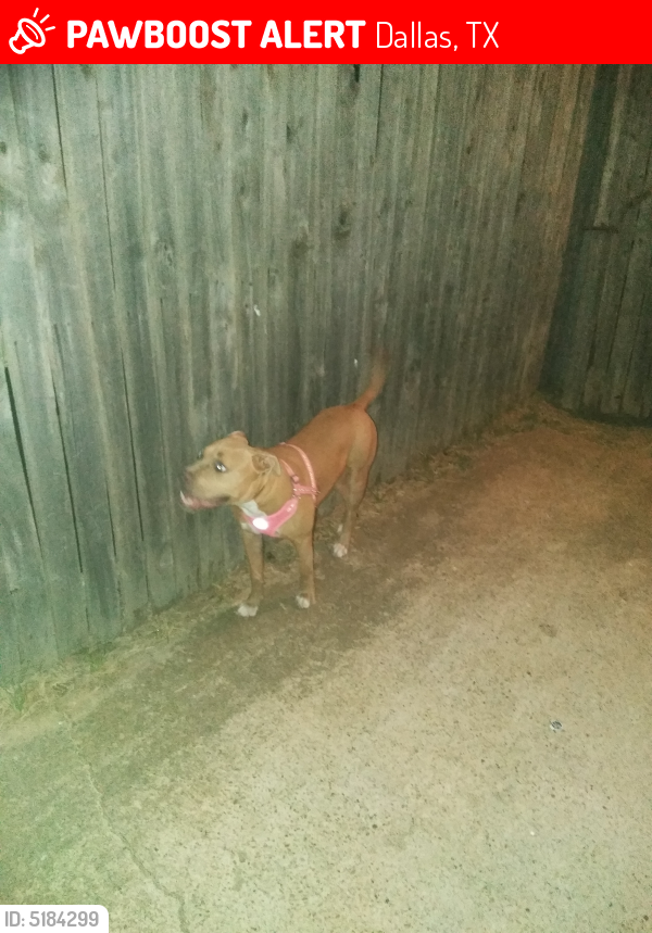 Lost Female Dog last seen 2571summit lane, Dallas, TX 75227