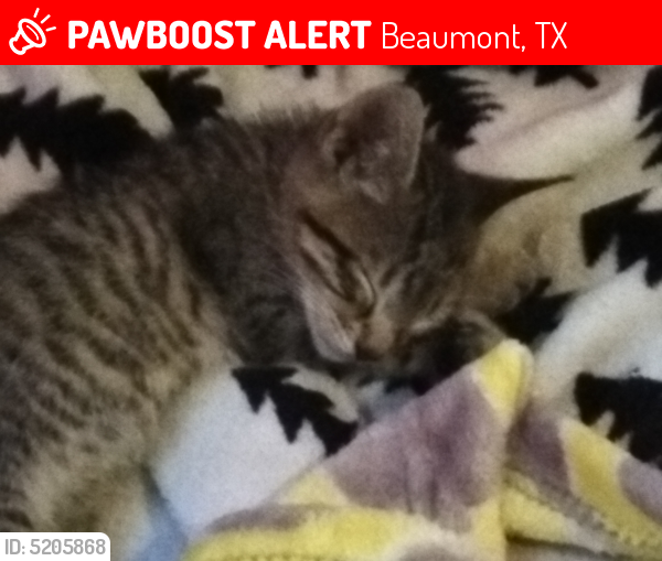 Lost Male Cat last seen Near Treadway Rd & Concord Rd, Beaumont, TX 77708