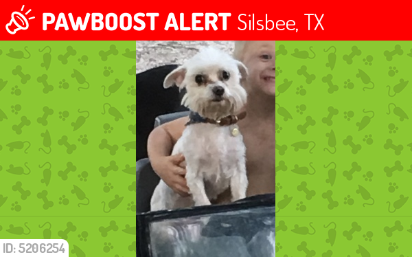 Lost Male Dog last seen Near State Hwy 92 & Cansler Rd, Silsbee, TX 77656