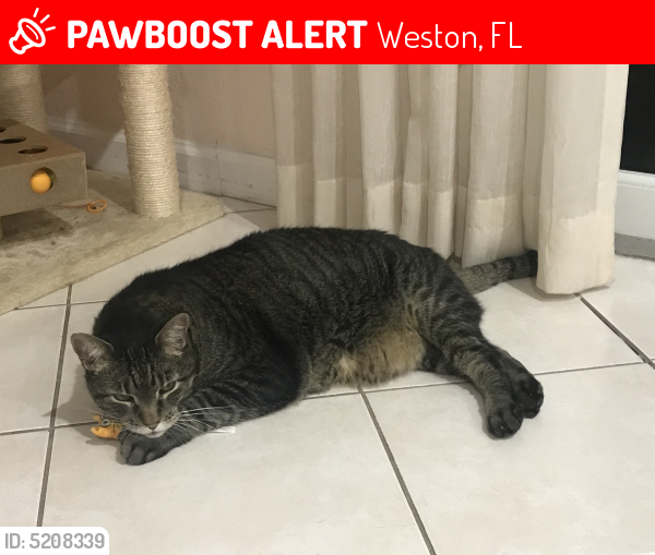 Lost Male Cat last seen Near Weston Hills Dr & Harbor View Cir, Weston, FL 33327