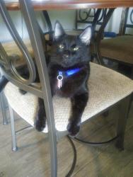 Lost Male Cat last seen Near N London Ave & N Camden Ave, Kansas City, MO 64151