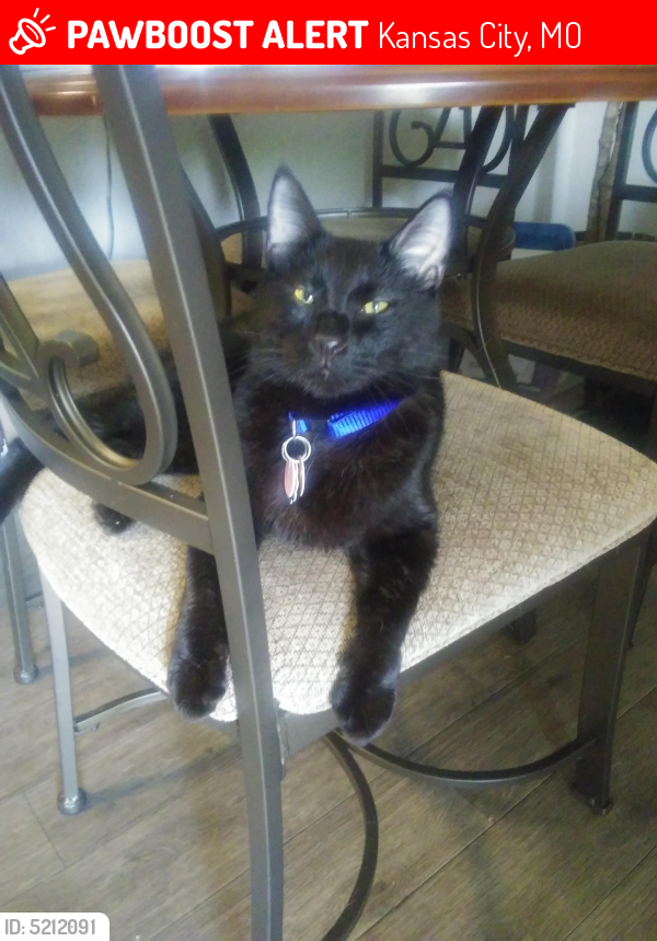 Lost Male Cat last seen Near N London Ave & N Camden Ave, Kansas City, MO 64151