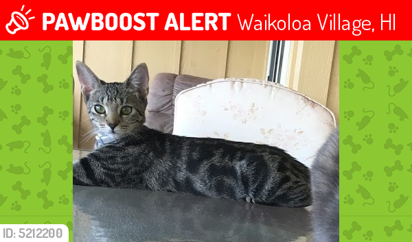 Lost Female Cat last seen Near Malina St & Apau Pl, Waikoloa Village, HI 96738