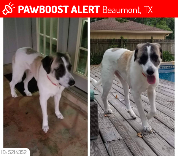 Lost Female Dog last seen Near Gladys St & Stacewood Drive, Beaumont, TX 77702