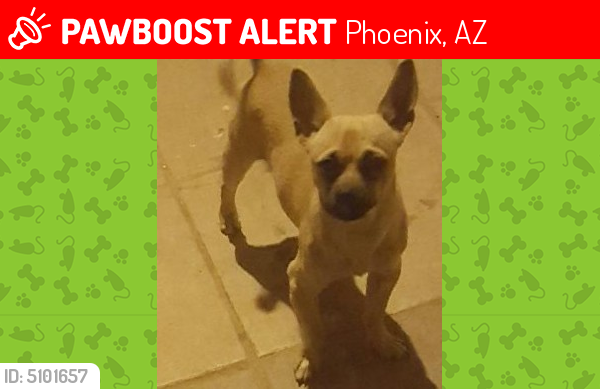 Lost Male Dog last seen Near W Campbell Ave phx ariz, Phoenix, AZ 85033