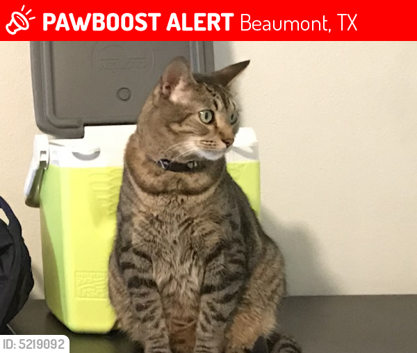 Lost Male Cat last seen Near Laurel Ave & Canary Ln, Beaumont, TX 77707