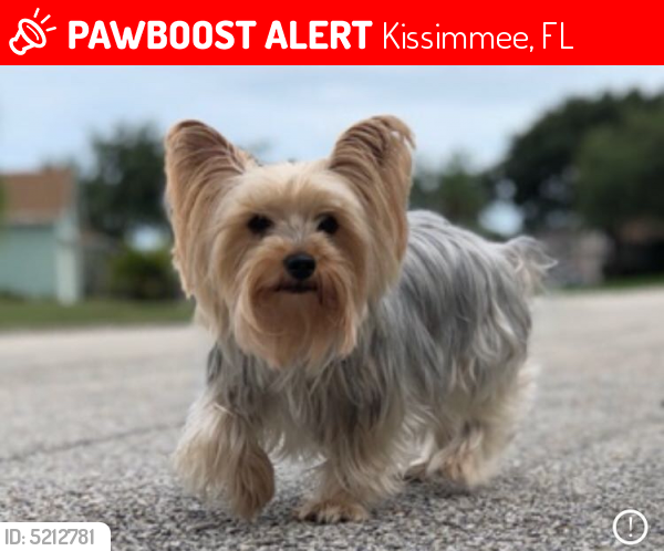 Lost Female Dog last seen Crescente lakes comunity, Kissimmee, FL 34758