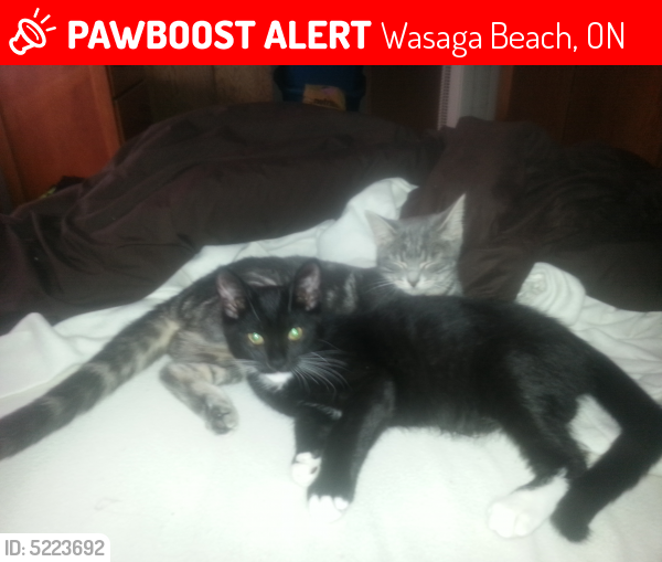 Lost Male Cat last seen Golf Course Rd, Wasaga Beach, ON, Canada, Wasaga Beach, ON 