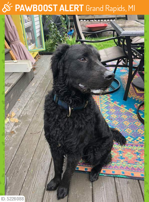 Grand Rapids, MI Stray Male Dog Found Near Near Ridgefield Dr NE