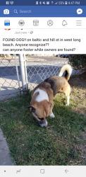 Reunited Male Dog last seen Near Baltic Avenue, Long Beach, CA, USA, Long Beach, CA 90810