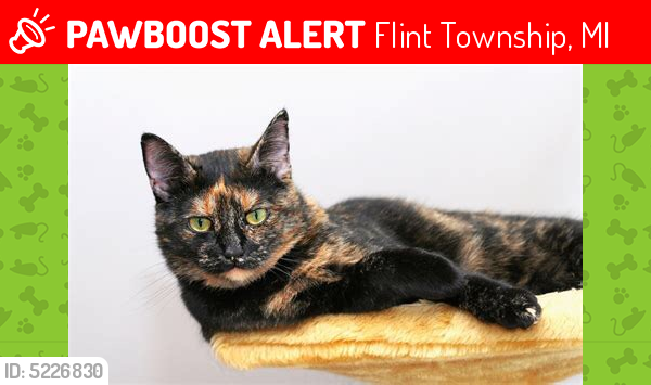 Lost Female Cat last seen Near Miami Beach Dr & Largo Dr, Flint Township, MI 48532