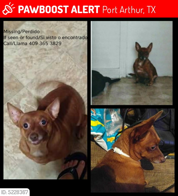 Lost Male Dog last seen Near Colorado Ave & 7th St, Port Arthur, TX 77642