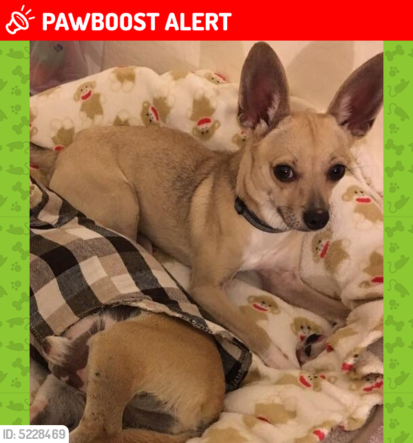 Lost Male Dog last seen Near W Baseline Rd & 29th Ave, Maricopa County, AZ 85339