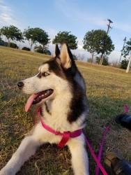 Reunited Female Dog last seen North Jacob Street, Visalia, CA, USA, Visalia, CA 93291