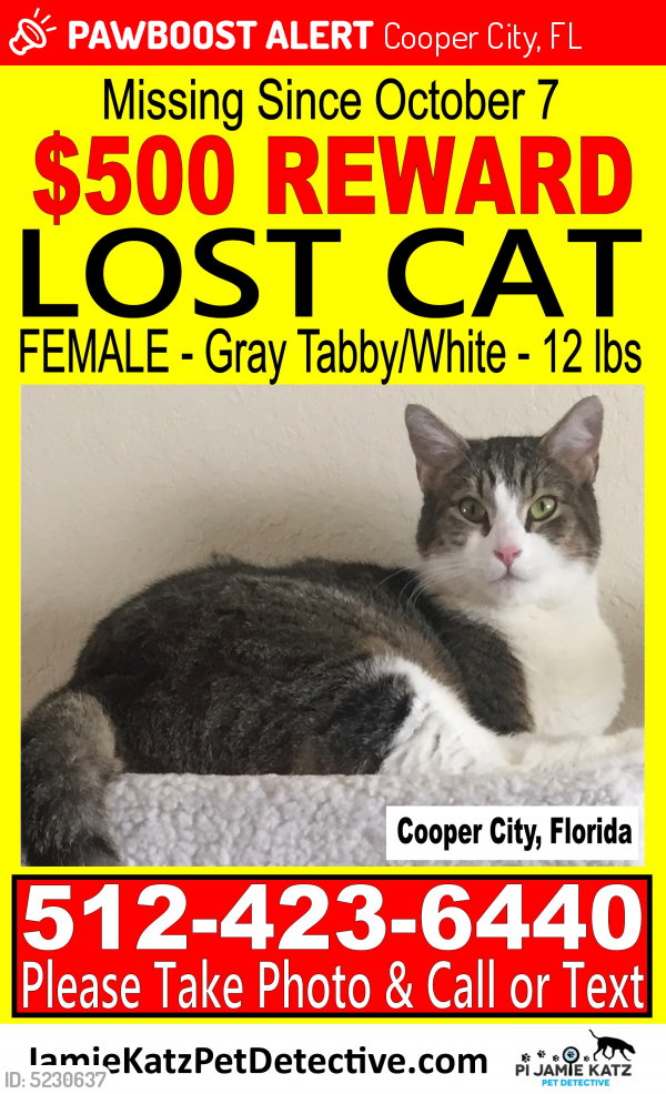 Lost Female Cat last seen Near NW 85 Ave & NW 37 Ct, Cooper City, FL 33024