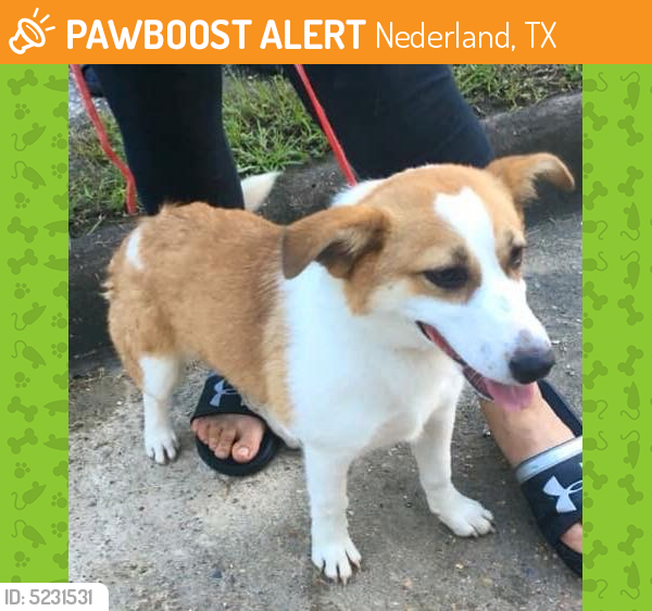 Found/Stray Female Dog last seen Near S 23rd St & Ave K, Nederland, TX 77627