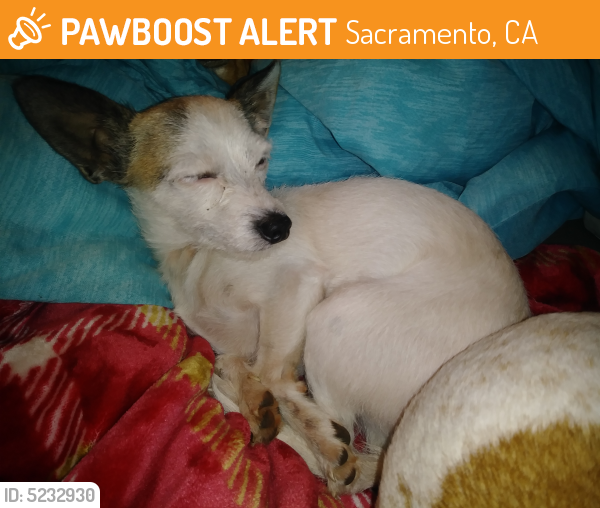 Rehomed Male Dog last seen Near Harris Ave & Ivy Street, Sacramento, CA 95838