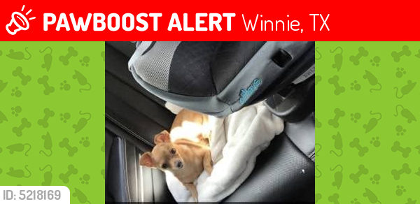Lost Male Dog last seen Days inn Winnie texas, Winnie, TX 77665