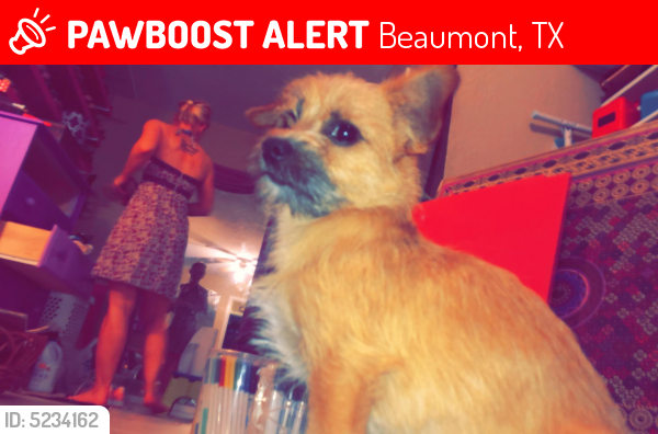 Lost Male Dog last seen Near Edson Dr & Ebonwood Ln, Beaumont, TX 77706