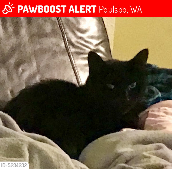 Lost Male Cat last seen Near NW Mulholland Blvd & Temple Pl NW, Poulsbo, WA 98370