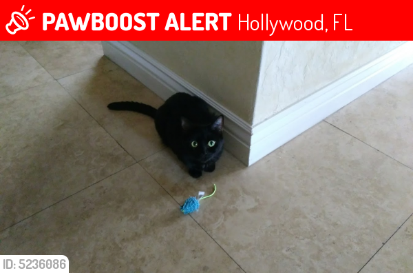 Lost Female Cat last seen Near N 36th Ct & N 50th Ave, Hollywood, FL 33021
