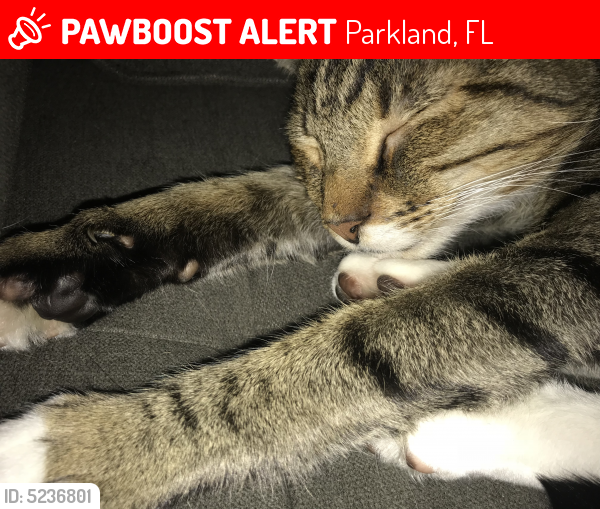 Lost Male Cat last seen Parkside drive Parkland, Parkland, FL 33067
