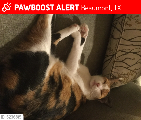 Lost Female Cat last seen Near Whisper Wind Dr & Village Dr, Beaumont, TX 77713