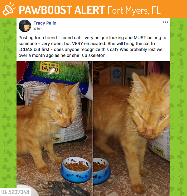 Surrendered Unknown Cat last seen Daniels Parkway, Fort Myers, FL, USA, Fort Myers, FL 33913